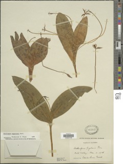 Scoliopus bigelovii image