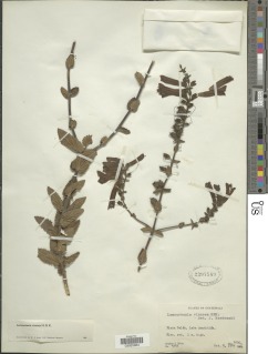 Image of Lamourouxia viscosa