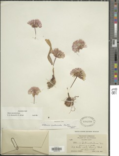 Image of Allium cratericola