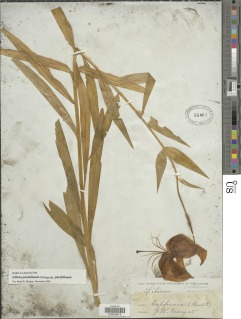 Lilium pardalinum subsp. pardalinum image