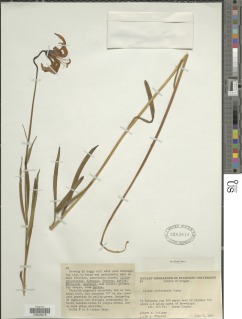 Lilium occidentale image