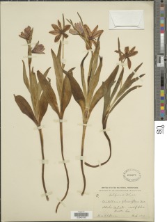 Fritillaria pluriflora image