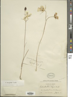 Calochortus eurycarpus image