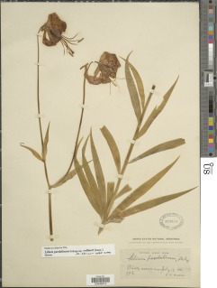 Lilium pardalinum subsp. vollmeri image