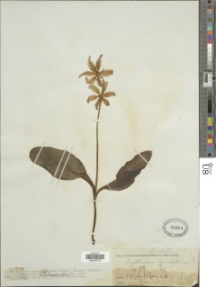 Erythronium multiscapideum image