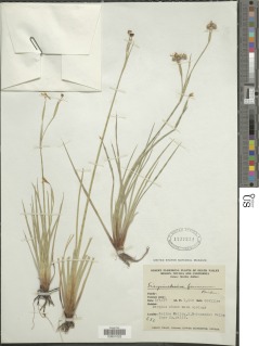 Image of Sisyrinchium funereum