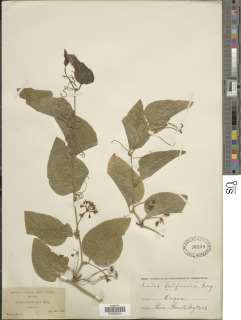 Smilax californica image