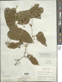 Image of Smilax aristolochiifolia