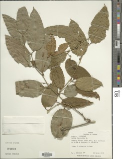 Smilax lanceolata image