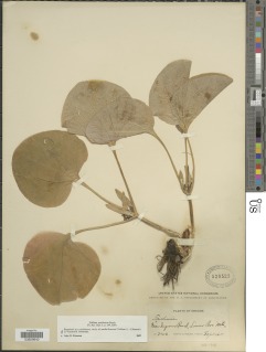 Image of Trillium petiolatum