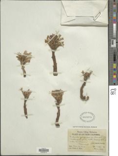 Image of Aphyllon californicum