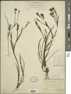 Sisyrinchium vaginatum subsp. vaginatum image