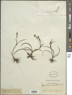 Image of Sisyrinchium tenuifolium