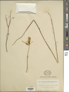 Calochortus concolor image