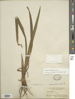 Trimezia steyermarkii image