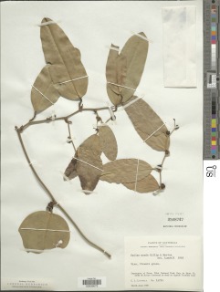 Image of Smilax spinosa