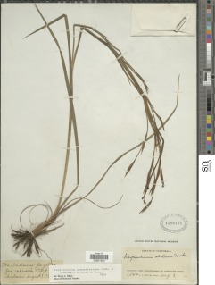 Image of Sisyrinchium angustissimum