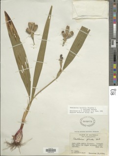 Eleutherine latifolia image