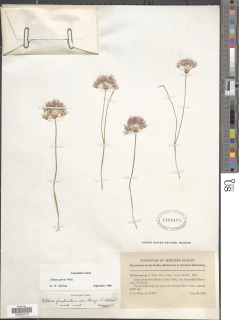 Allium parryi image