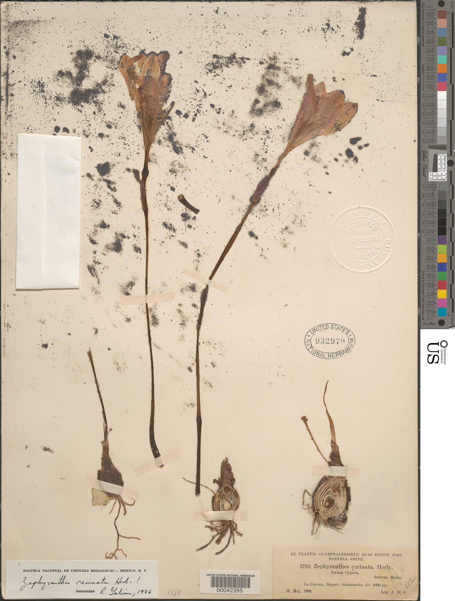 Zephyranthes carinata f. typica image