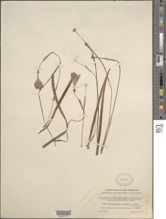 Zephyranthes rosea image