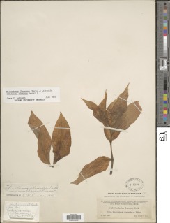Image of Maianthemum flexuosum