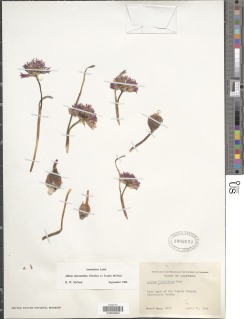 Image of Allium sharsmithiae