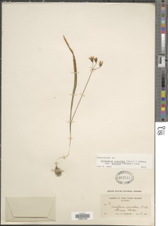 Triteleia ixioides subsp. anilina image