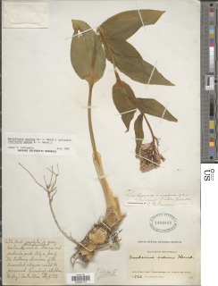 Maianthemum amoenum image