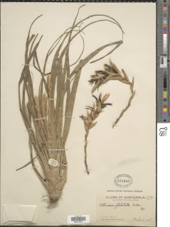 Tillandsia flabellata image