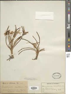 Leucocrinum montanum image