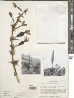 Furcraea quicheensis image