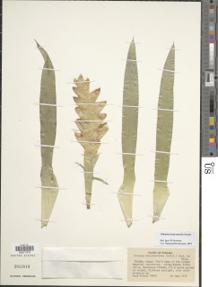 Vriesea heliconioides image