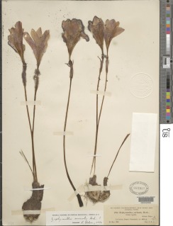 Zephyranthes carinata image