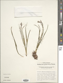 Image of Anthericum corymbosum