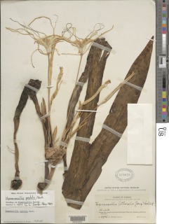 Hymenocallis pedalis image