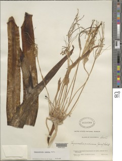 Image of Hymenocallis pedalis