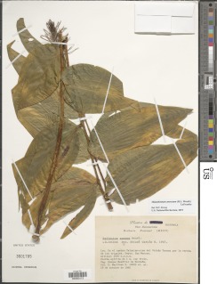 Maianthemum amoenum image
