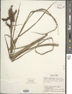 Guzmania calamifolia image