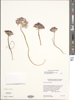 Image of Allium shevockii