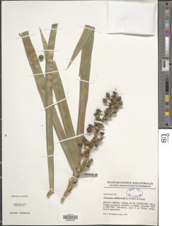 Dracaena viridiflora image