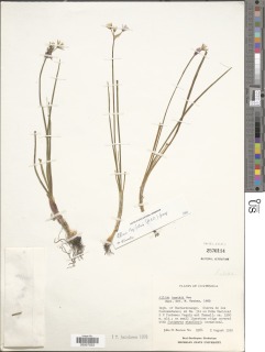 Image of Allium longifolium