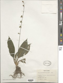 Chlorophytum sparsiflorum var. bipindense image