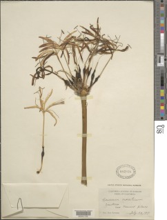 Image of Crinum asiaticum