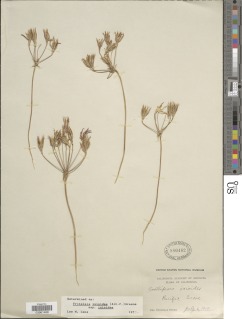 Triteleia ixioides subsp. ixioides image