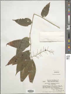 Maianthemum flexuosum image