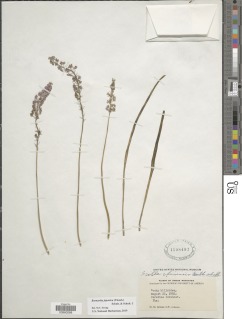 Image of Barnardia japonica