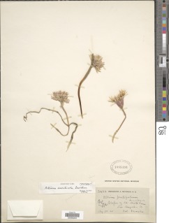 Image of Allium monticola