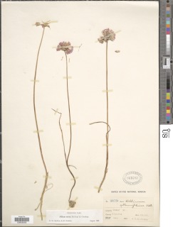 Allium serra image