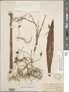 Image of Hymenocallis tenuiflora